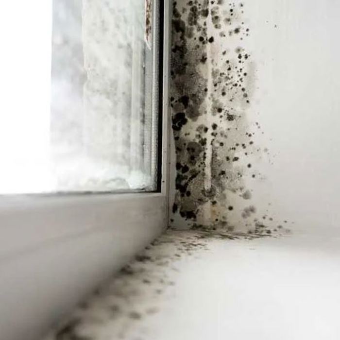 Damp and mould 